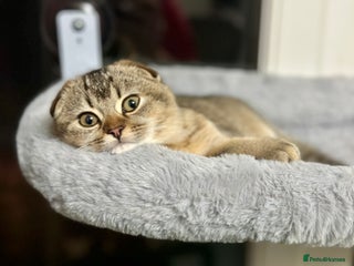 Scottish Fold cats Scottish fold girl - Advert 6