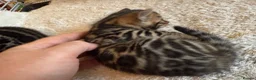 Bengal cats for sale: Outstanding Pedigree TICA Bengal Kittens - Advert 27