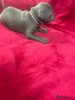 Staffordshire Bull Terrier dogs Stunning blue Staffordshire bull terrier puppies - Advert 10