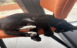Domestic Shorthair cats for sale: A loving home for this little cat - Image 8