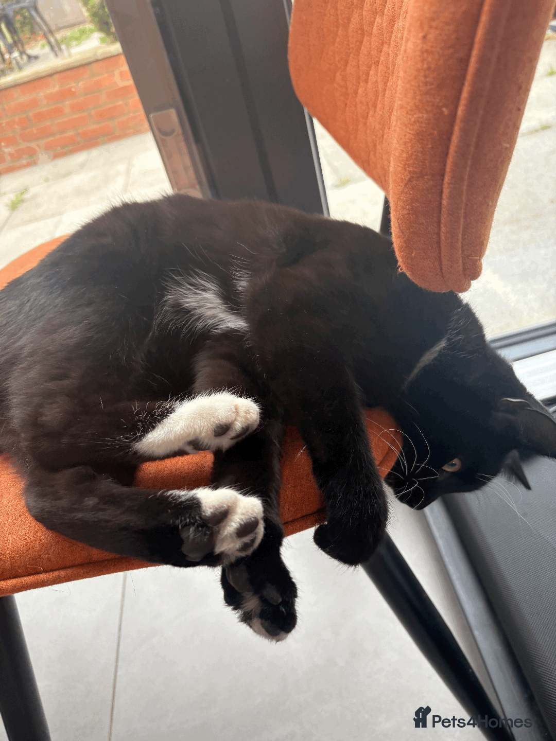 Domestic Shorthair cats for sale: A loving home for this little cat - Image 8