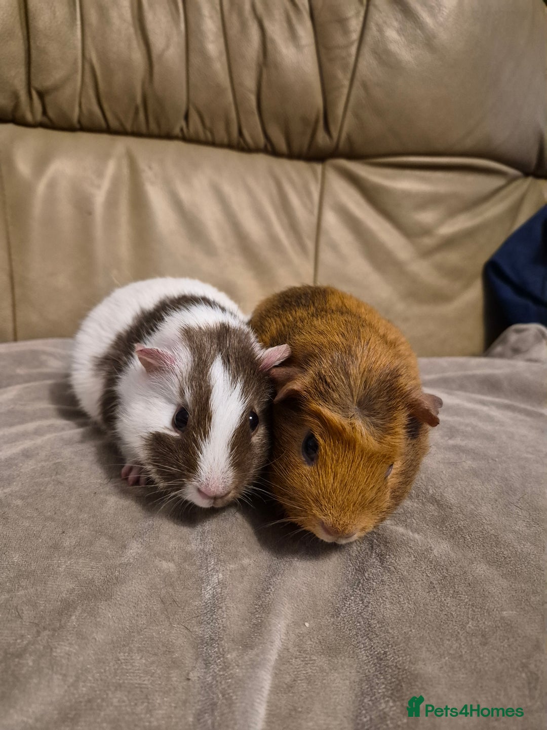 Guinea Pig rodents for sale: 2 Adorable Male Baby Guinea Pigs - Advert 3