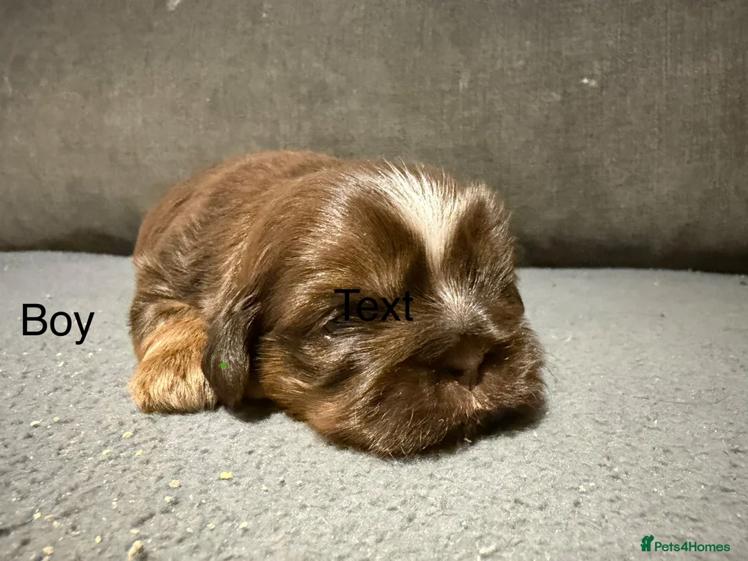 Shih Tzu dogs for sale: Beautiful miniature imperial Shih Tzu - Advert 1