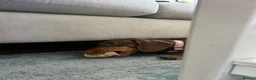 Dachshund dogs for sale: Sweet natured Dachshund 10 months old - Advert 6