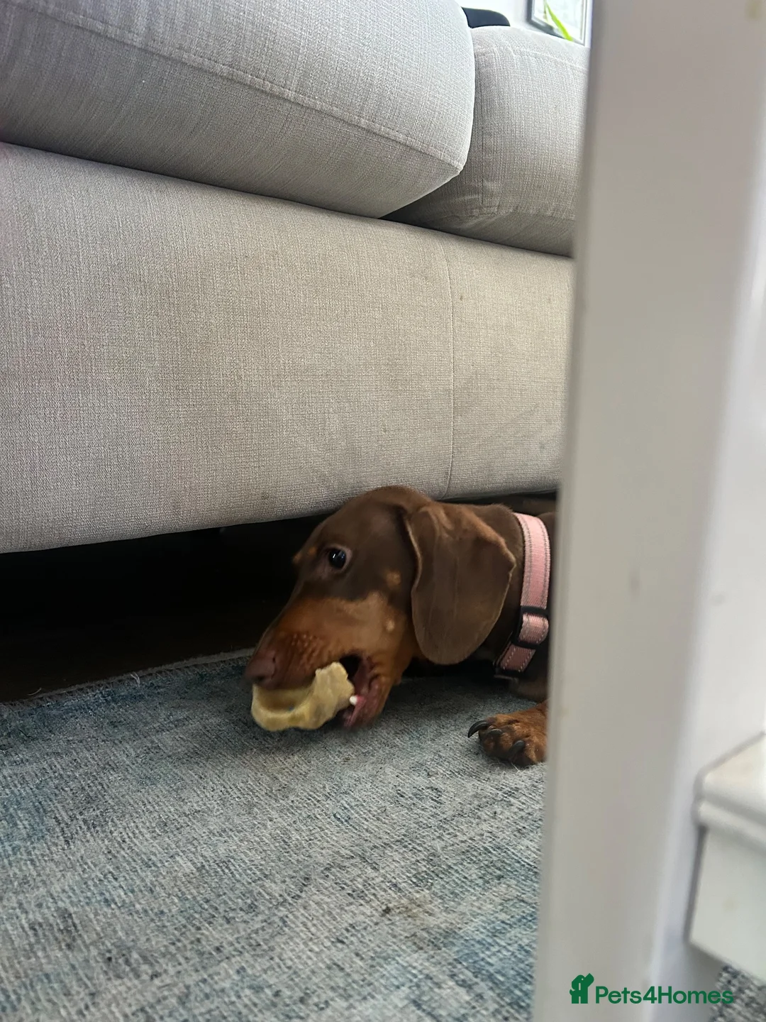 Dachshund dogs for sale: Sweet natured Dachshund 10 months old - Advert 6