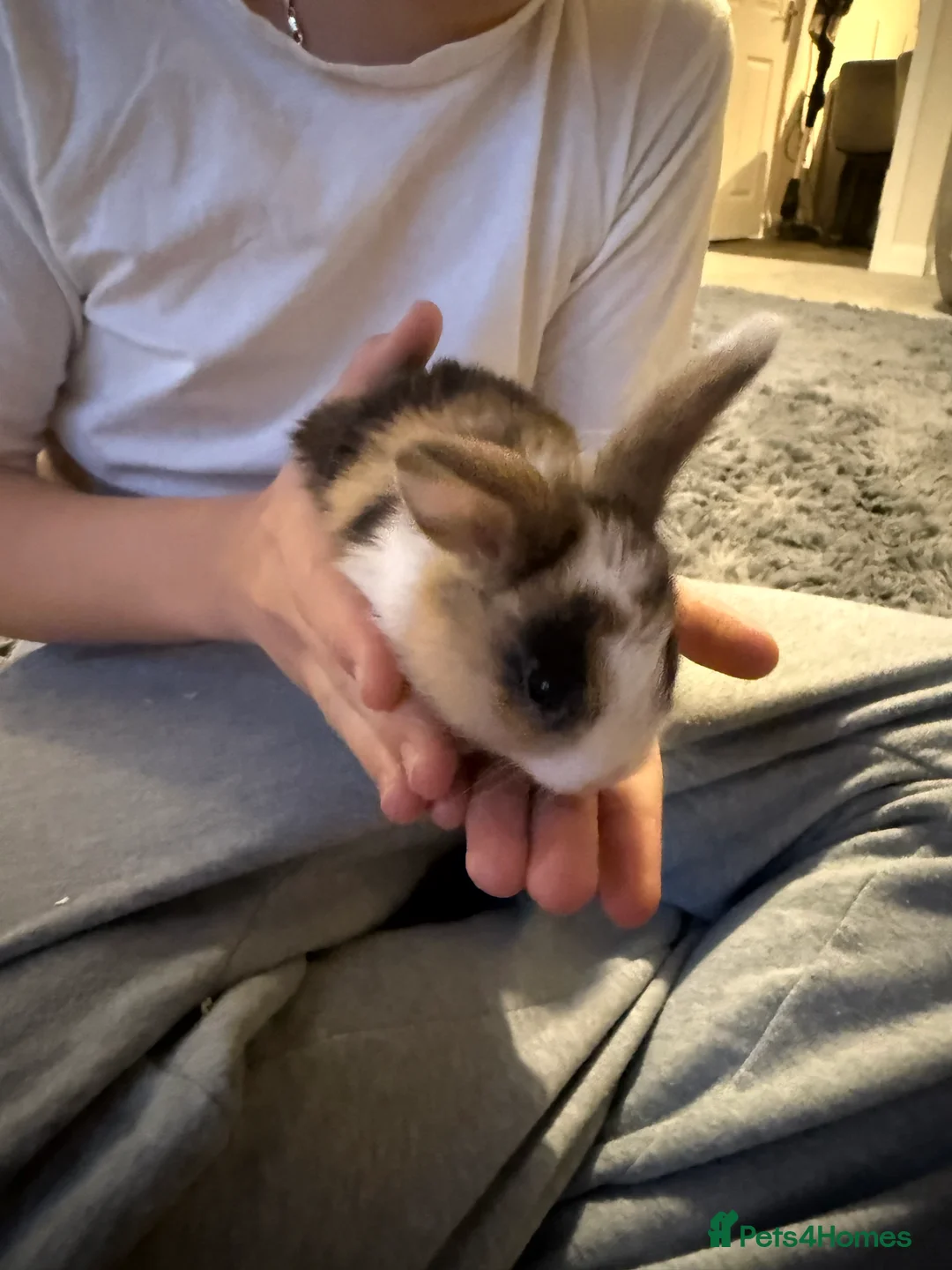 Mixed Breed rabbits for sale: Baby bunnies - Advert 8