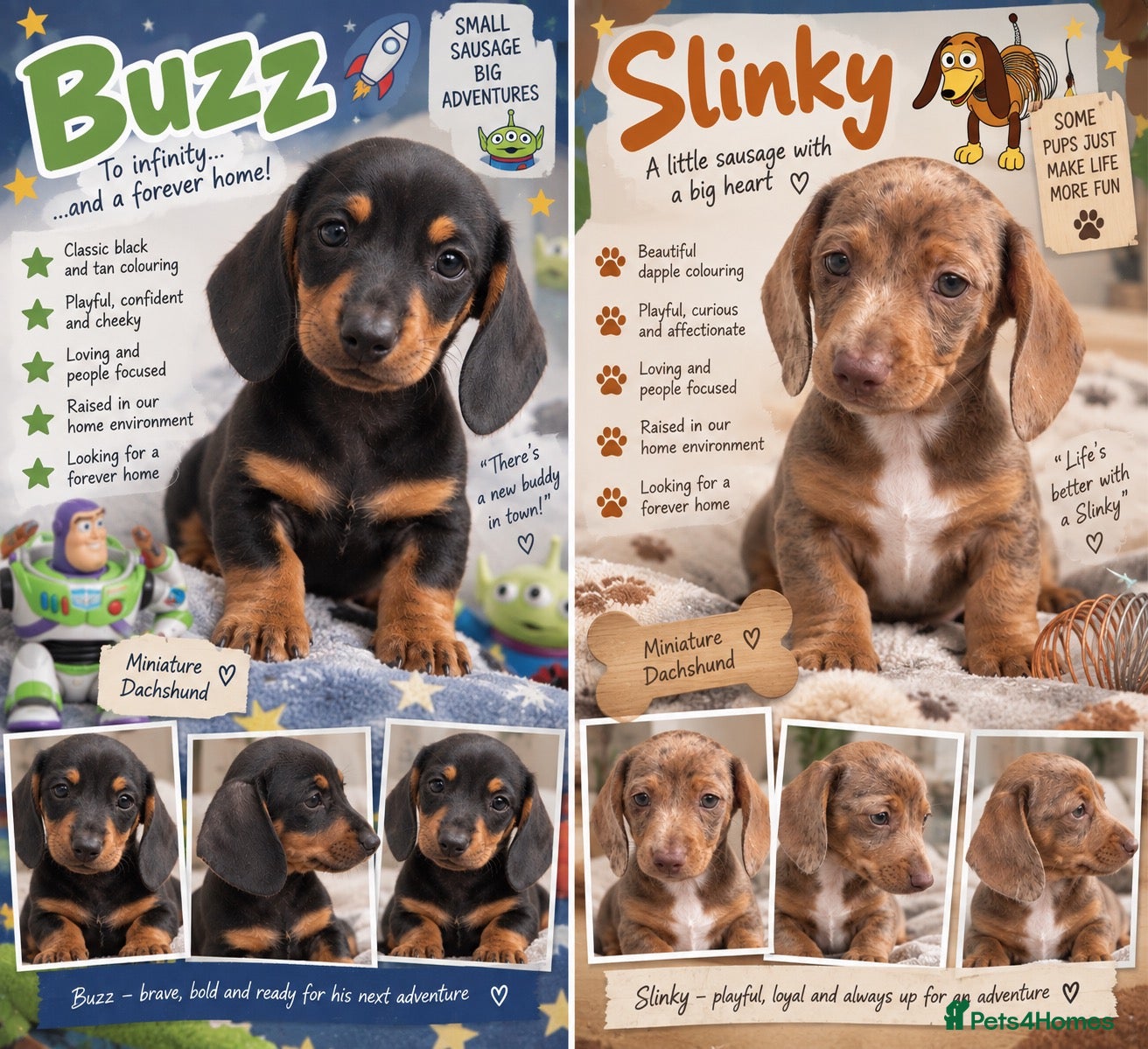 Miniature Dachshund dogs 🦖 🚀 TO INFINITY… AND A FOREVER HOME! 🚀  - Advert 6