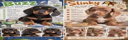 Miniature Dachshund dogs for sale: 🦖 🚀 TO INFINITY… AND A FOREVER HOME! 🚀  in Newcastle - Advert 1