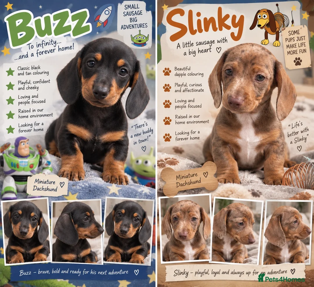 Miniature Dachshund dogs for sale: 🦖 🚀 TO INFINITY… AND A FOREVER HOME! 🚀  in Newcastle - Advert 1