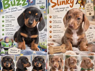 Miniature Dachshund dogs 🦖 🚀 TO INFINITY… AND A FOREVER HOME! 🚀 - Advert 6