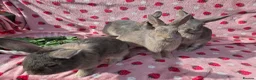 Mixed Breed rabbits for sale: 4 very tame Blue fawn plush mini lop rabbit - Advert 7