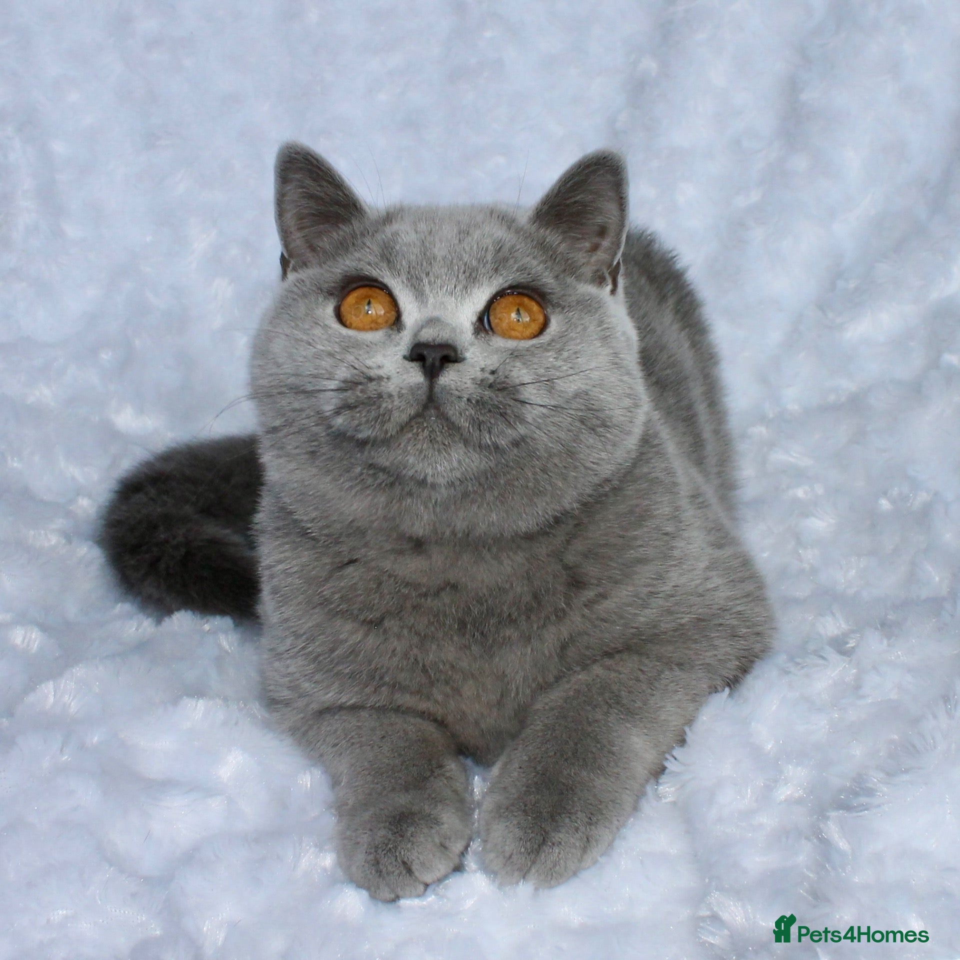 British Shorthair cats GCCF Active blue girl. Champ parents  - Advert 17