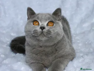 British Shorthair cats GCCF Active blue girl. Champ parents - Advert 1
