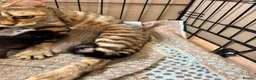 Bengal cats for sale: 2 left now Bengal cross ragdoll kittens - Advert 1