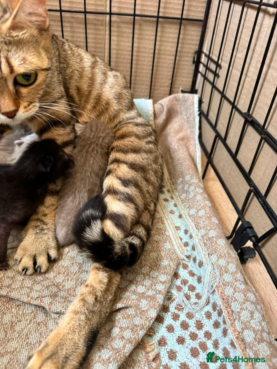 Bengal cats for sale: 2 left now Bengal cross ragdoll kittens - Advert 1