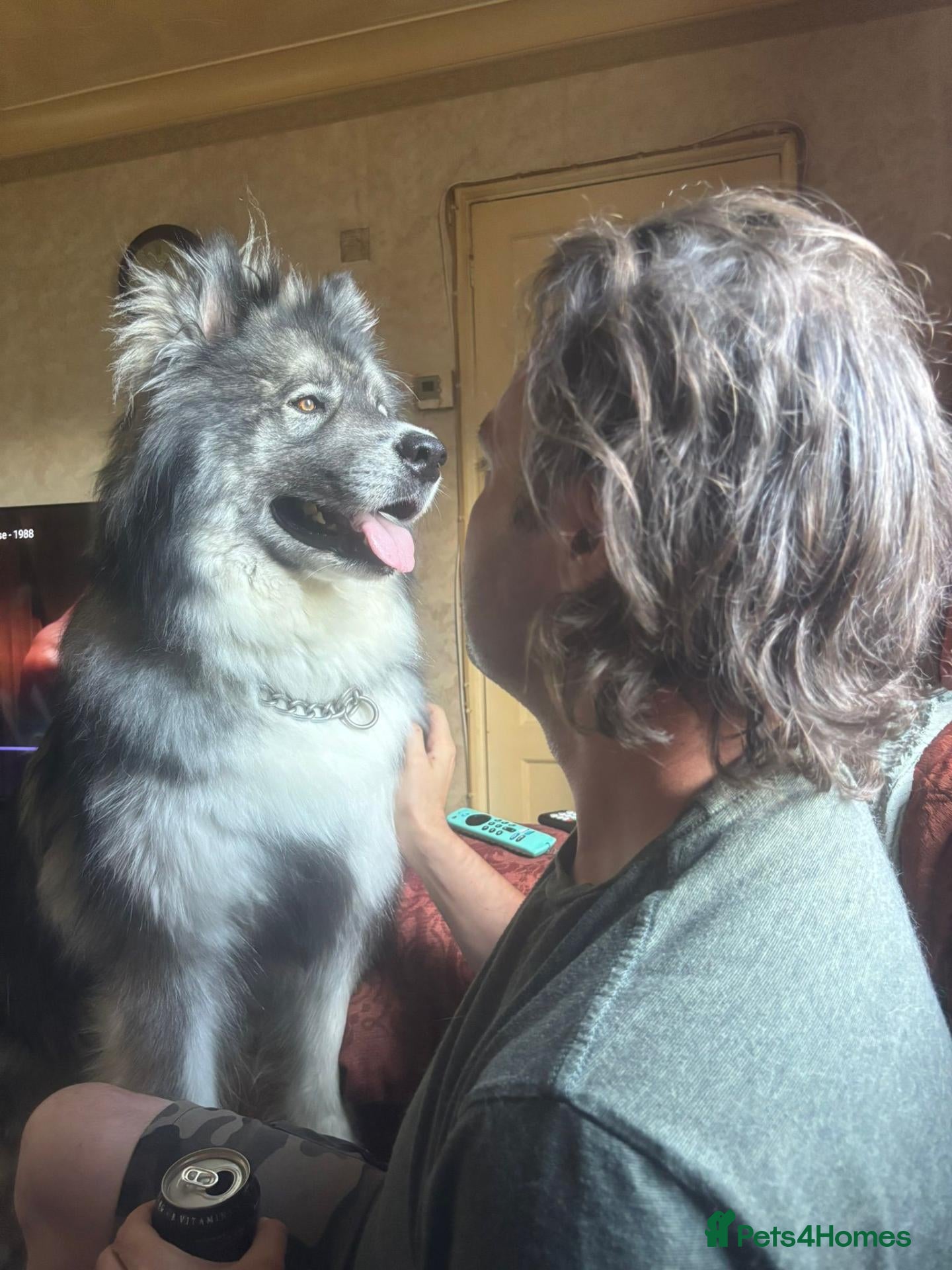 Huskita dogs 5 year old male Huskita. - Advert 1