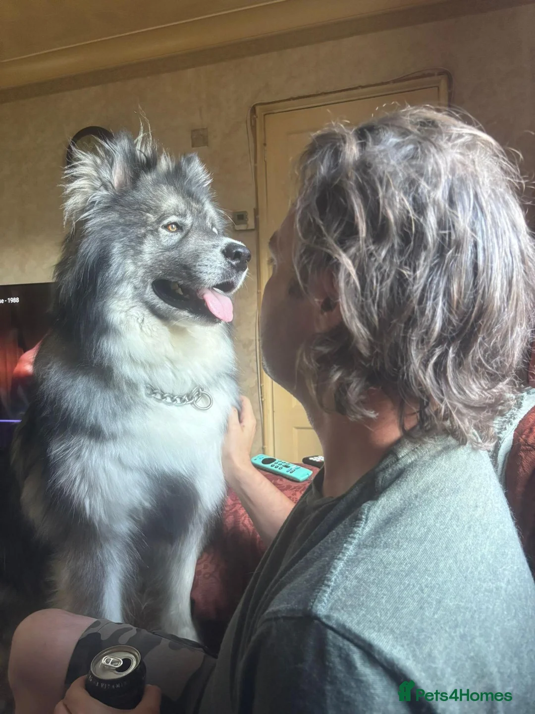 Huskita dogs for sale: 5 year old male Huskita. in Havant - Advert 1
