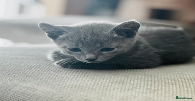Russian Blue cats - Advert 7