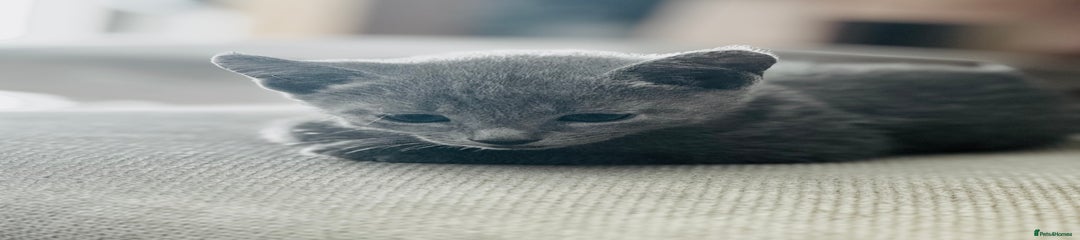 Russian Blue Kitten Green Collar 