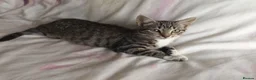 Mixed Breed cats for sale: Kittens  - Advert 3