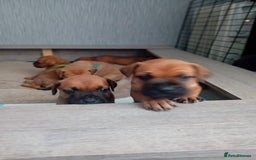 Mixed Breed dogs for sale: Bullmastiff X Puppies - Image 22