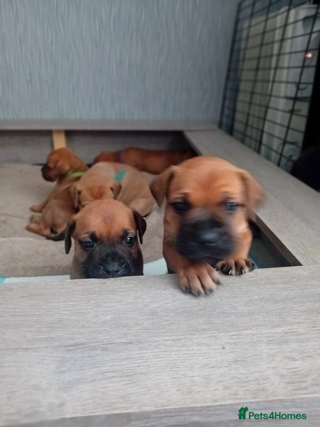 Mixed Breed dogs for sale: Bullmastiff X Puppies - Image 22