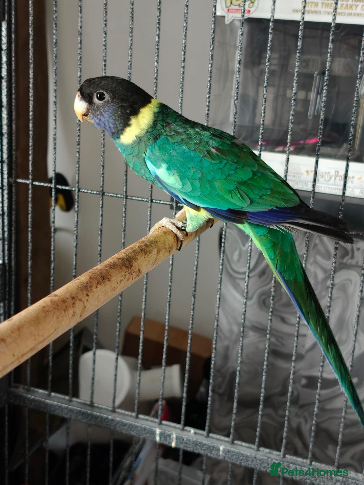 Ringnecks birds Australian Ringneck for sale - Advert 3