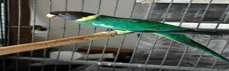 Ringnecks birds for sale: Australian Ringneck for sale - Advert 1