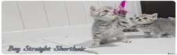 Scottish Fold cats for sale: Scotish fold kittens - Advert 12