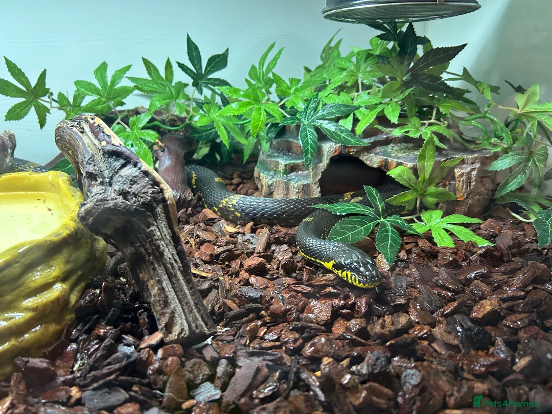 Rat Snake reptiles for sale: Russian Rat Snake with Vivarium and all items - Advert 4