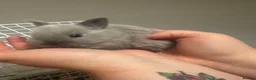 Netherland Dwarf rabbits for sale: Netherland Dwarf babies  - Advert 10