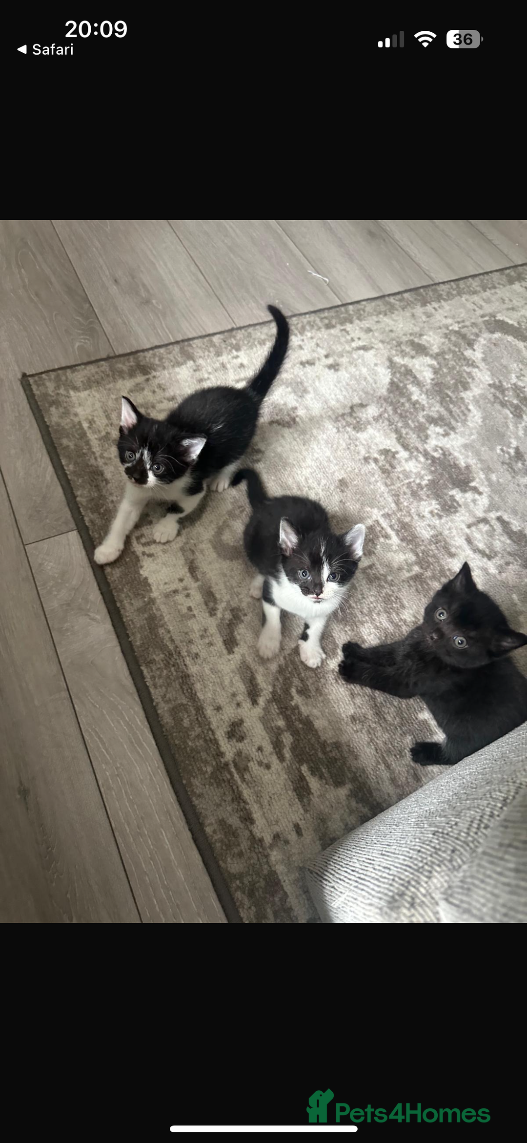 Domestic Shorthair cats for sale: Gorgeous mixed kittens  - Image 2