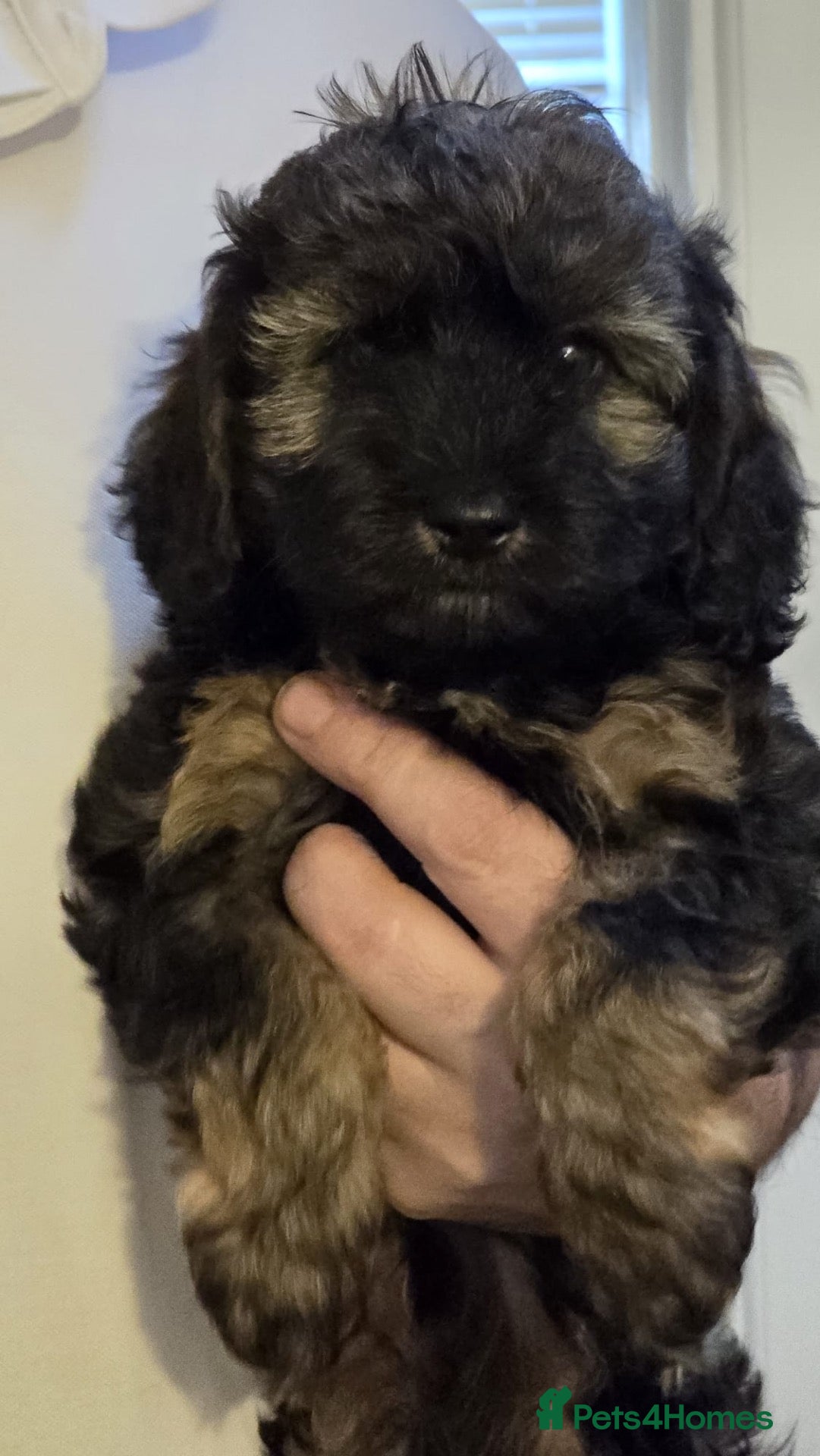 Cavapoo dogs Gorgeous Cavapoo Puppies 🐶 ONE BOY LEFT!!! - Advert 19