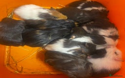 Guinea Pig rodents for sale: Beautiful male baby  guinea pigs - Image 5