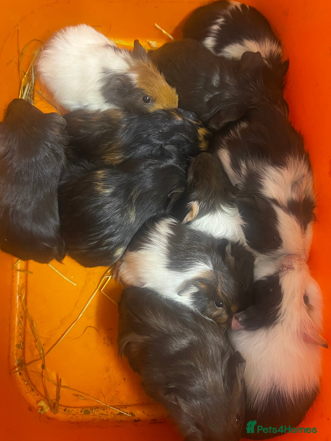 Guinea Pig rodents for sale: Beautiful male baby  guinea pigs - Image 5