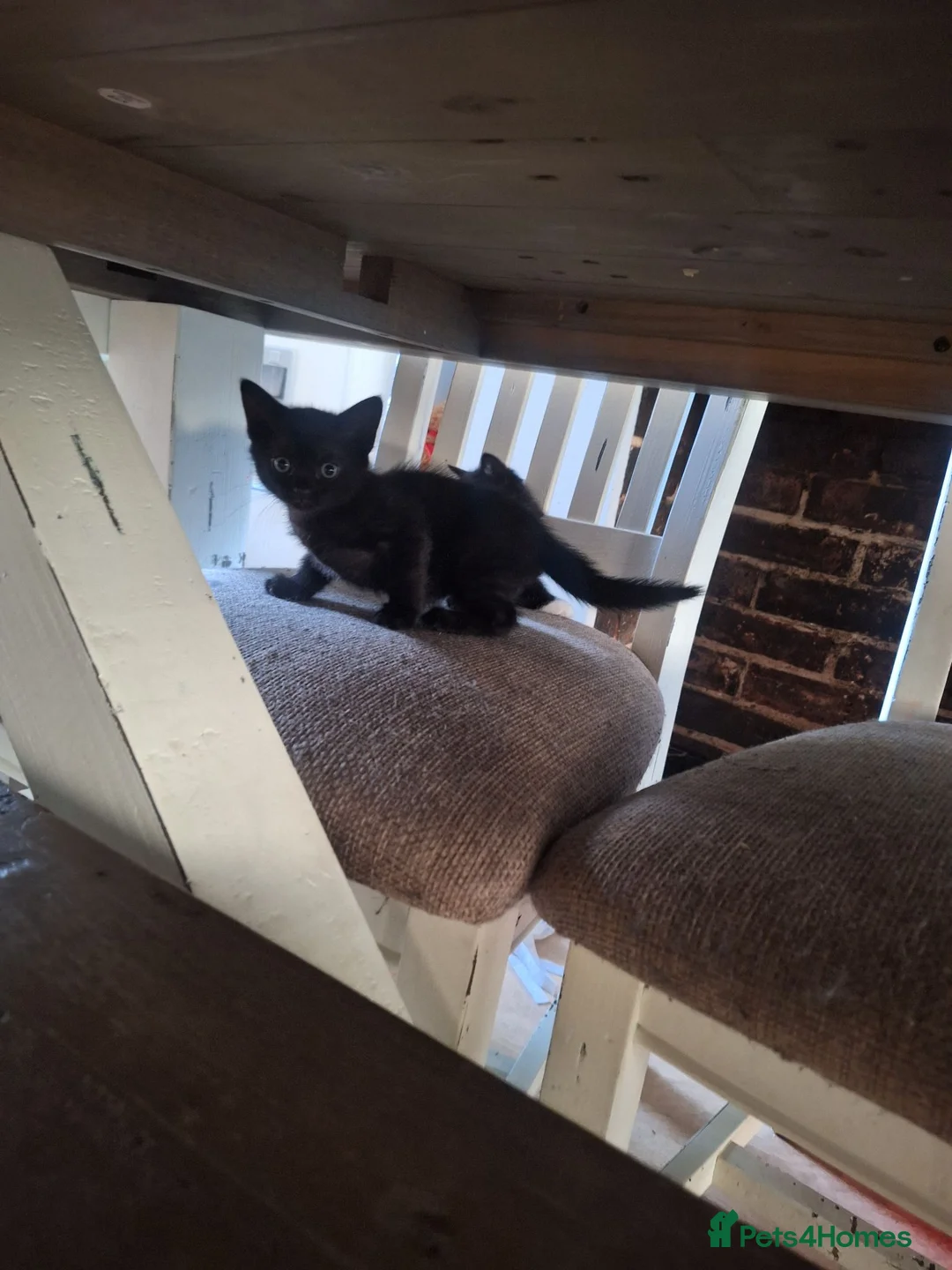 British Shorthair cats for sale: Beautiful girl and boy kittens  - Advert 6