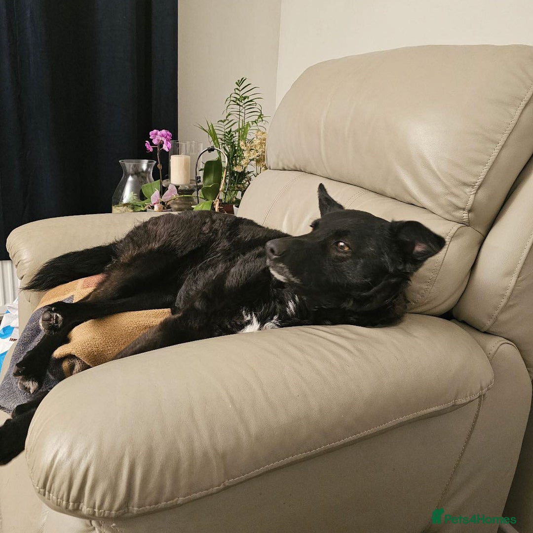 Mixed Breed dogs for adoption: JASMINE – Gorgeous Hungarian Mudi - Image 4