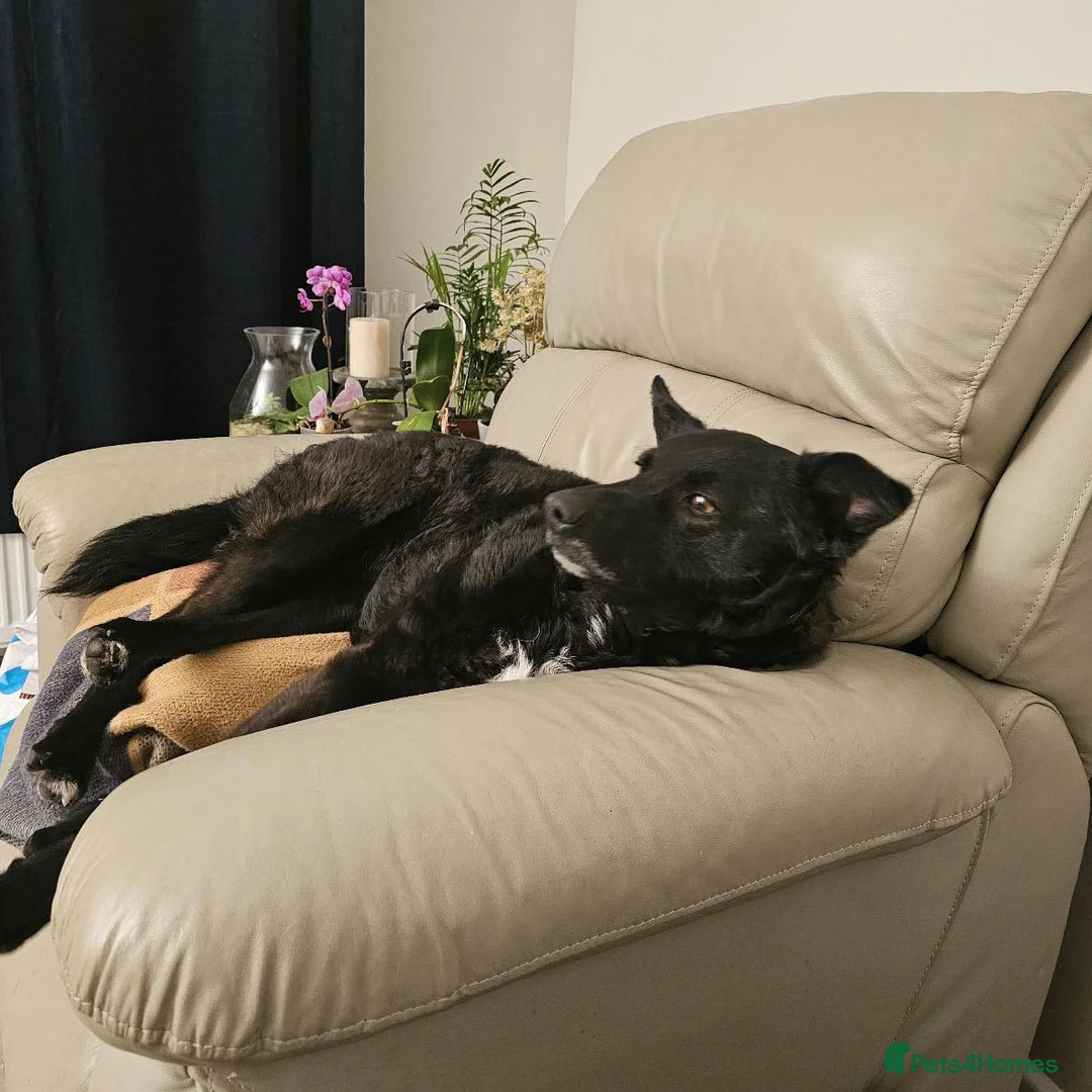 Mixed Breed dogs for adoption: JASMINE – Gorgeous Hungarian Mudi - Advert 4