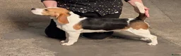 Beagle dogs for sale: kennel club reg 18 month old boy  - Advert 4