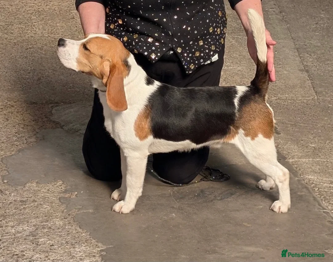 Beagle dogs for sale: kennel club reg 18 month old boy  - Advert 4