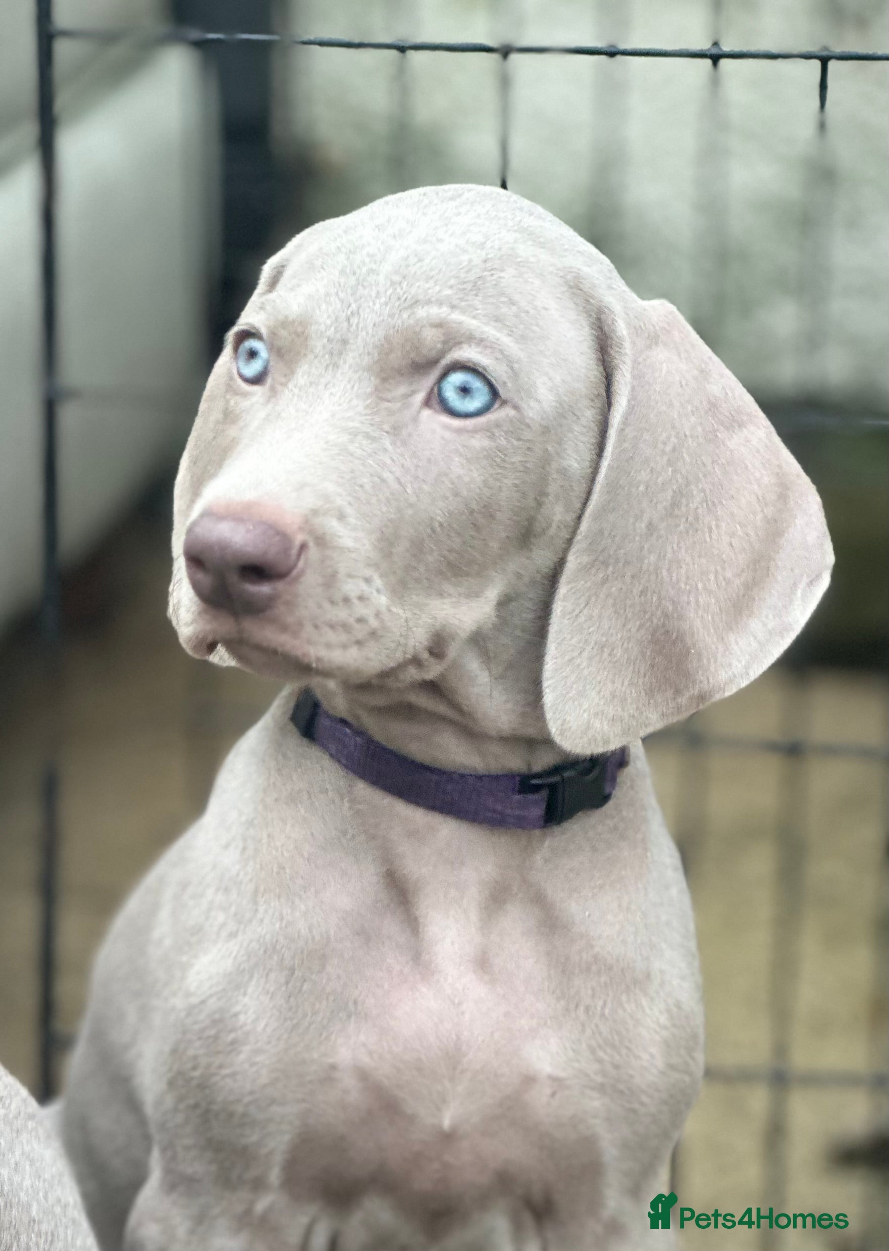 Weimaraner dogs Weimaraners  - Advert 1