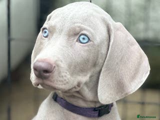 Weimaraner dogs Weimaraners - Advert 2