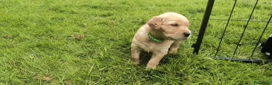 Golden Retriever 3