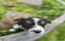 Mixed Breed dogs for sale: Border Jack Puppies (Border Collie X Jack Russel) - Image 23