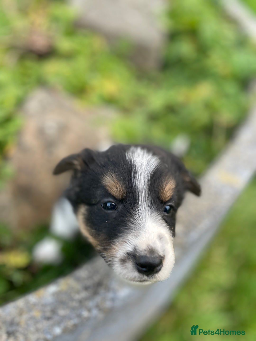Mixed Breed dogs for sale: Border Jack Puppies (Border Collie X Jack Russel) - Image 23