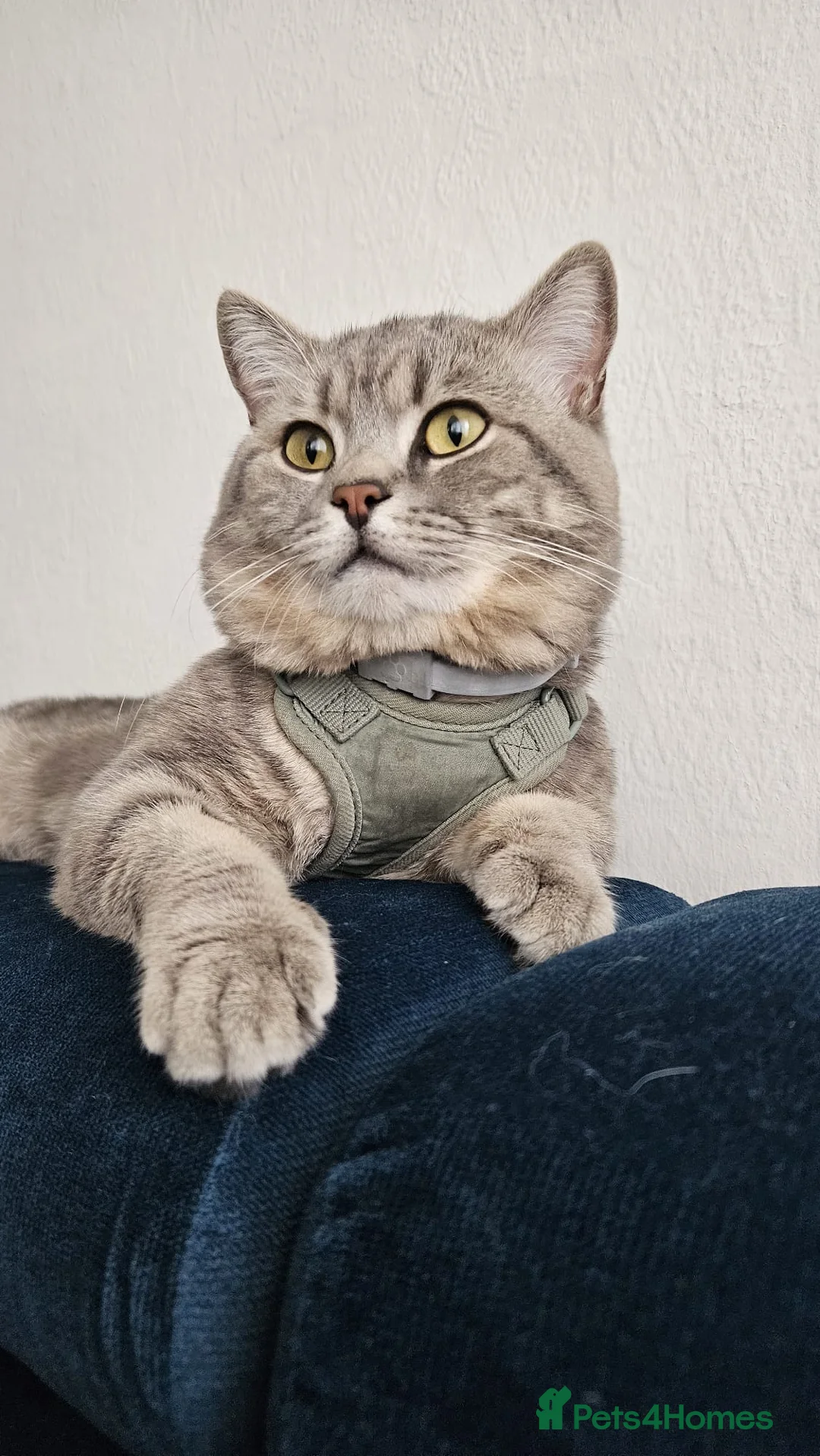 British Shorthair cats for stud: GCCF Registered Full pedigree Ready To Stud in London - Advert 8