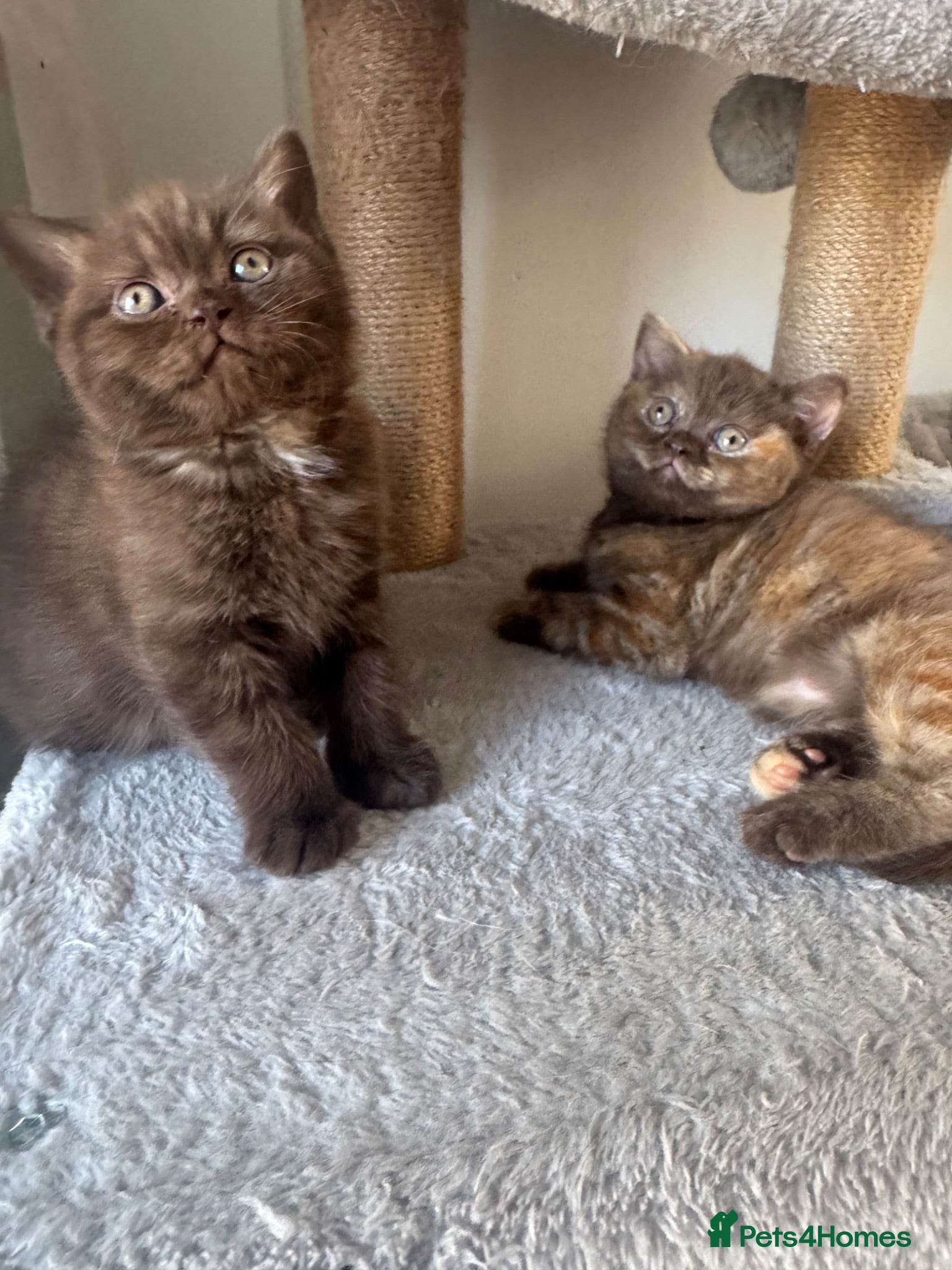British Shorthair cats Chocolate British Shorthair Kittens - Advert 2
