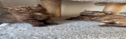 British Shorthair cats for sale: Chocolate British Shorthair Kittens - Advert 2