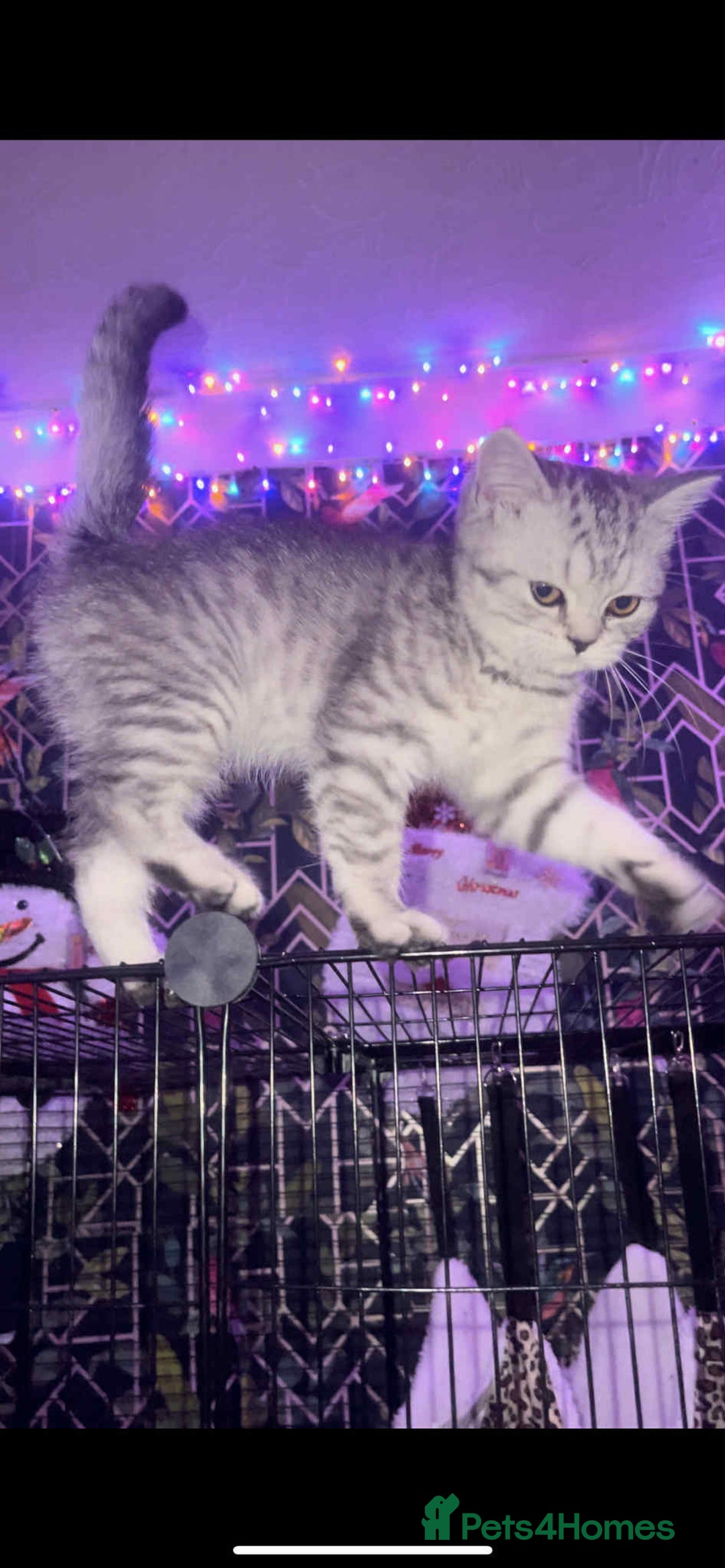 British Shorthair cats for sale: Beautiful bsh kitten, last one left!  - Advert 2