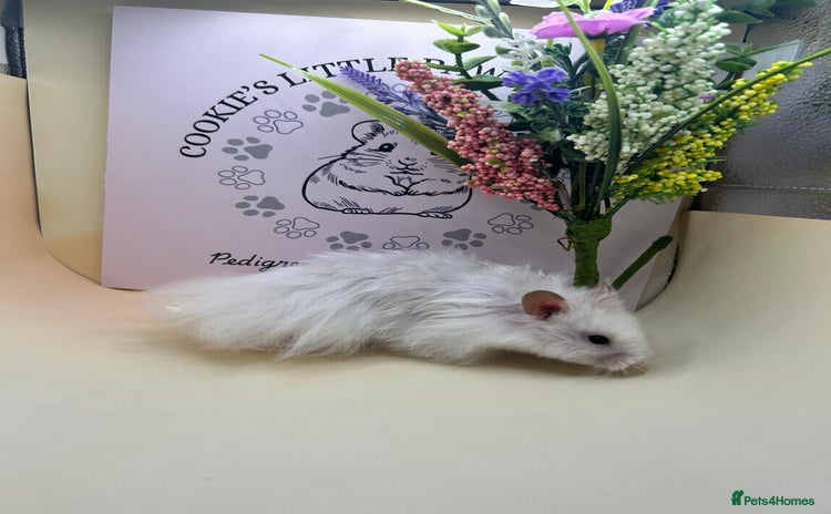 Hamster rodents - Advert 2